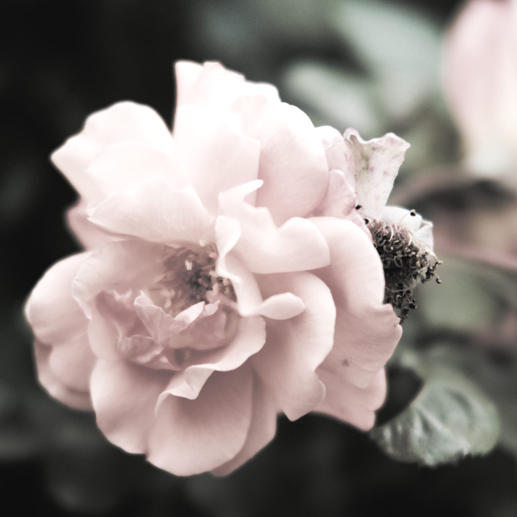 Fleur d’églantier (Chexbres, Suisse)