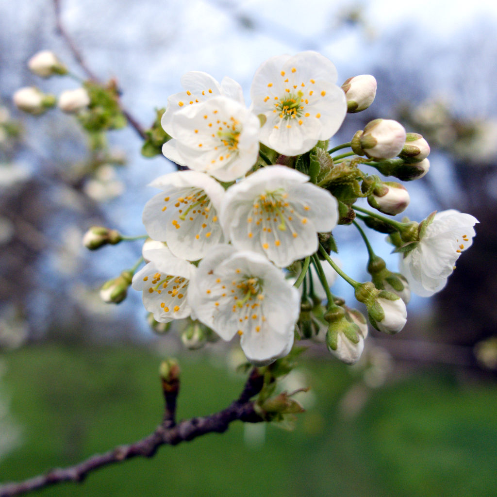 Fleur de merisier (Vaud, Suisse)
