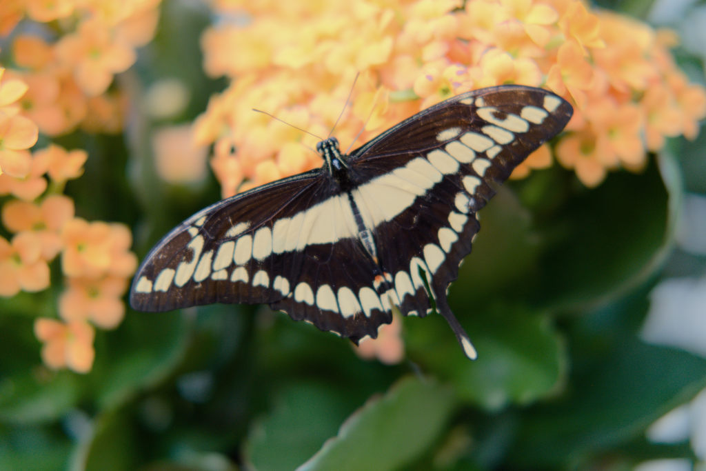 La femme Papillon (Vaud, Suisse)
