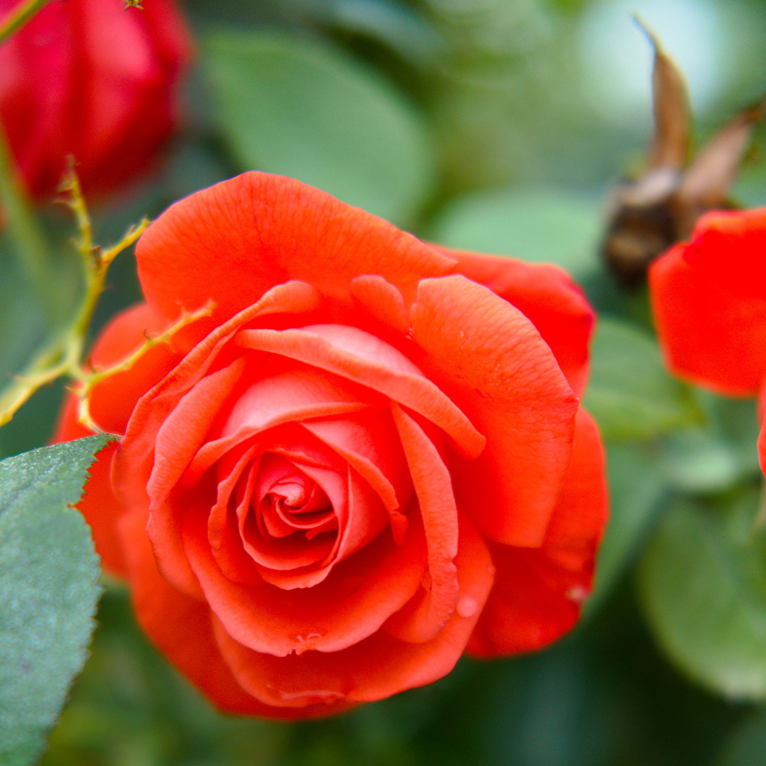 Une rose